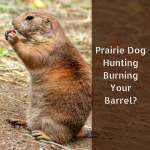 Prairie Dog Hunting Burning Your Barrel